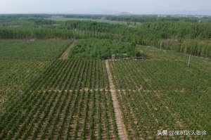 桃树的种植方法和管理(桃树栽培管理学问多，学习了解这些错，避免一错再错伤心多)