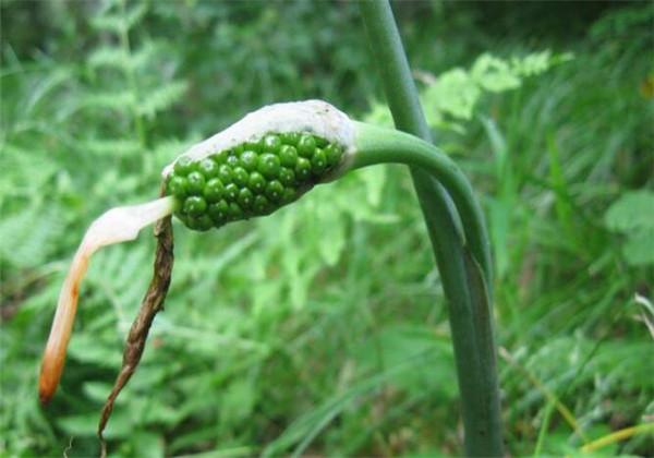 中药材“天南星”栽培，这几点一定要做好，这样才能有效提高产量