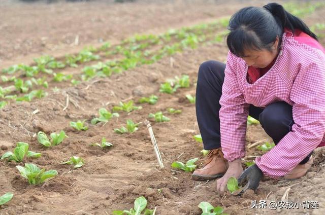 农民栽种瓜果蔬菜时，怎样让幼苗尽早缓苗快速生根成活？教你几招