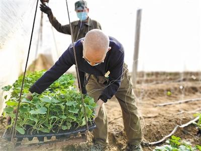 大棚甜瓜种植方案，从选择品种到病虫害防治，很全面，建议收藏