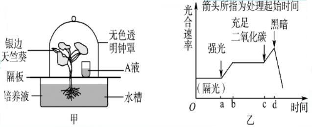 中考试题汇编，七年级生物上册《生物圈中的绿色植物》质量检测