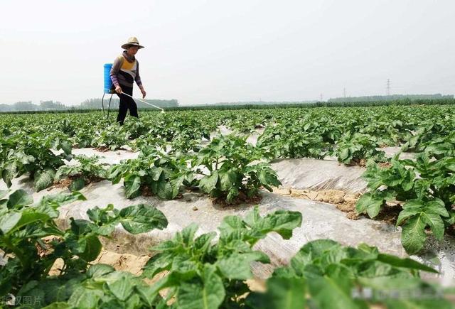 这三种方法，只要土豆地里一用，块大块多，亩产1万斤，亩入1万