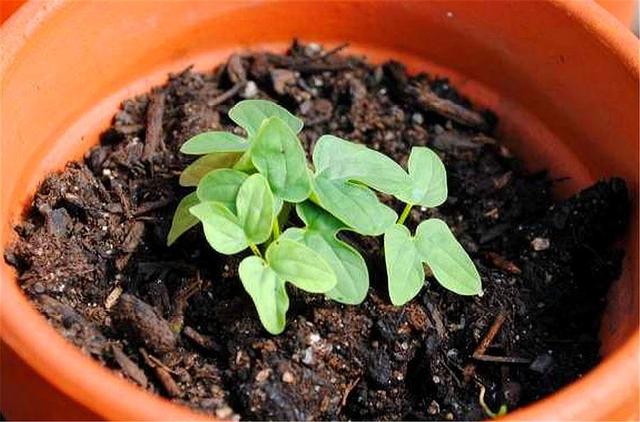 想让矮牵牛年年开花，学会种子播种技巧，100天开爆盆