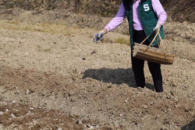 春天里湖北武穴佛手山药播种忙