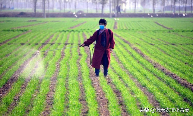 麦地里的节节麦杂草难防治？选对药物、找准时机、用对方法并不难