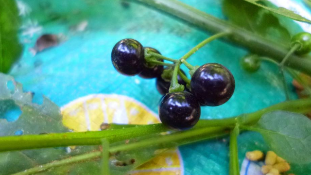 高质量的龙葵你想种植吗？种植期间应该注意哪些问题？