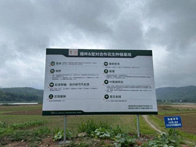 乡村振兴看琼中·和平篇 ｜ 堑对村：建立合作花生种植基地 助力乡村振兴