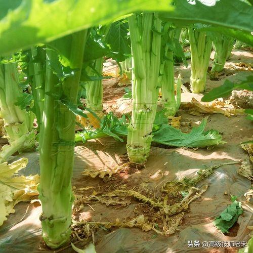 棒菜种植与管理全攻略：从播种到收获的高效秘诀