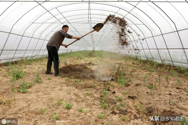 病毒病被称为植物的“癌症”，切断传播途径才能有效防治