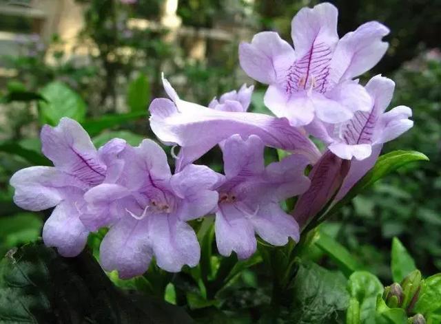 阳台种花种菜不稀奇，会种草药算本事~10种草药自种法，快种起来~