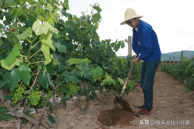 葡萄需要重点施肥的关键期：5次追肥+1次基肥，施肥技巧不相同