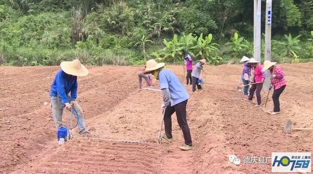 德庆紫淮山种植为农民增收带来希望