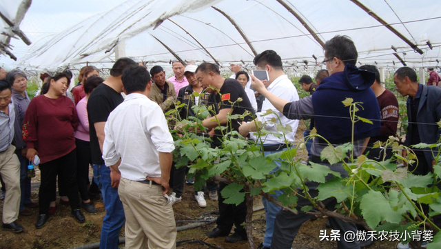 葡萄需要重点施肥的关键期：5次追肥+1次基肥，施肥技巧不相同