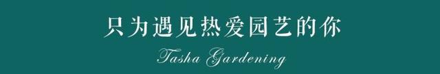 这棵大号薰衣草，一年开花5个月，更多花更耐热更好养