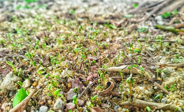 有手就行，懒人专属花海——「波斯菊」种植指南