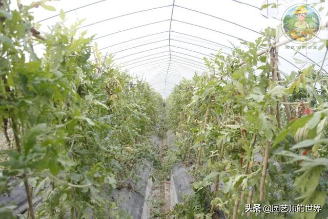 新品种高架小西瓜、网纹瓜种植技术