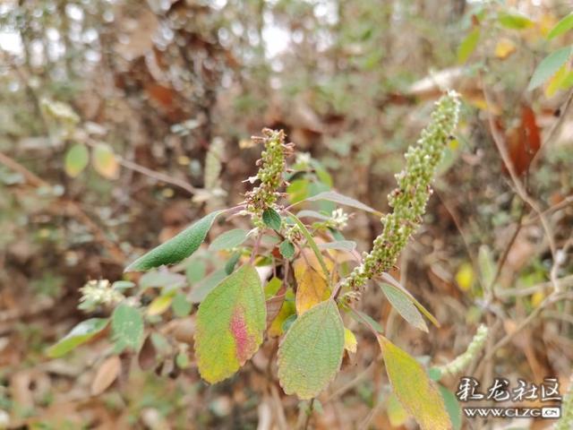 分享14种蜜源的泌蜜情况，养蜂的重中之重