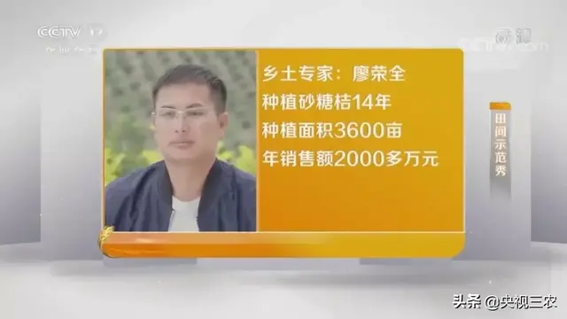 砂糖桔全攻略！大小果咋办？怎么一眼“看”出最甜的果？