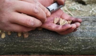 椴木香菇种植，要用树皮制作好多“小圆饼”，那是要做什么？