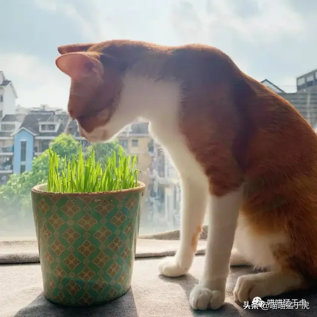 「猫草种植终极教程」四种省钱又简单的种植方法