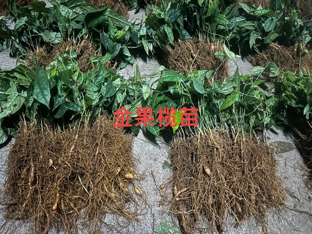 金果榄苗的种植参考