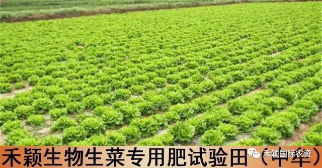 生菜科学的种植方法