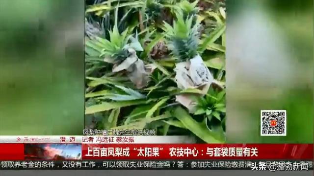 上百亩凤梨成“太阳果”农技中心：与套袋质量有关