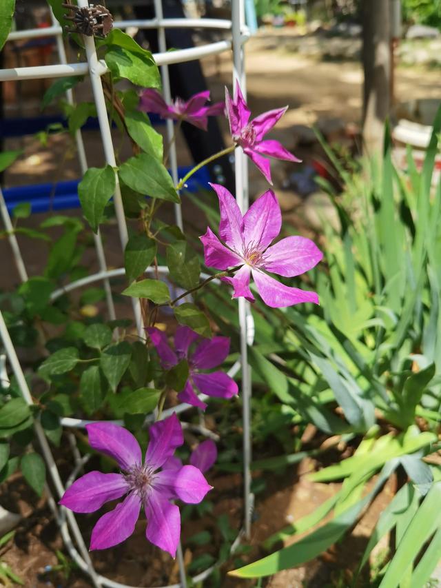 我的花草日记——看图写画，记录今天院子里默默绽放的花花草草