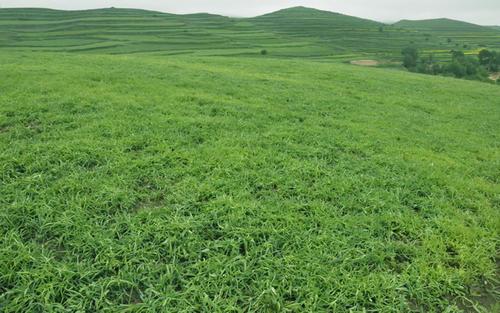 柴胡种植方案，从种植到病虫害防治，建议收藏