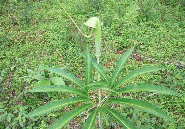 中药材“天南星”栽培，这几点一定要做好，这样才能有效提高产量