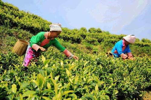 白茶标准化栽培关键技术，茶园管理方式，掌握好这几点增收增产