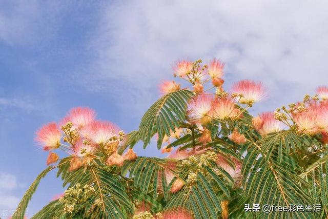 合欢花的基础知识和种植方法