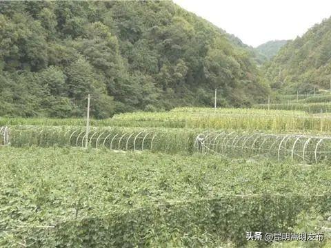 嵩明这个村种植四季豆，产值2000万元