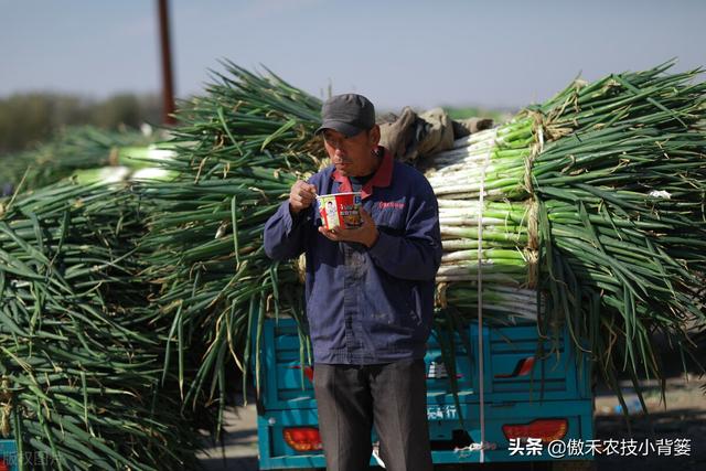 秋季种植大葱，如何栽种管理才能让大葱长势更好、产量更高？