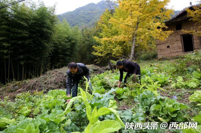 夫妻深山种猪苓养鸡 合力从一贫如洗到小康富足