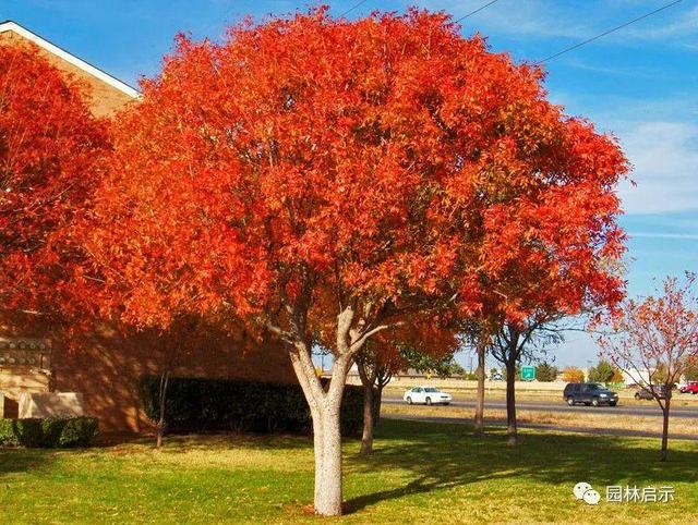 适合河南种植的10种景观树，只要管理到位，每棵能卖2000~5000元