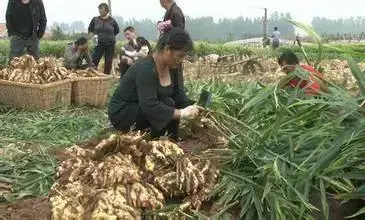 大姜全程种植技术