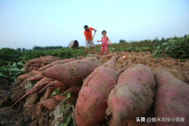 实现红薯高产多收并不难，种植管理技巧一定要掌握好