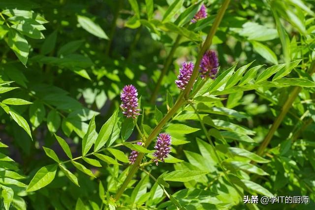 甘草种植秘诀大公开：从入门到精通，轻松打造中草药种植新篇章