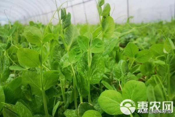 农事提醒：3月最佳种植期，哪些蔬菜你不容错过？