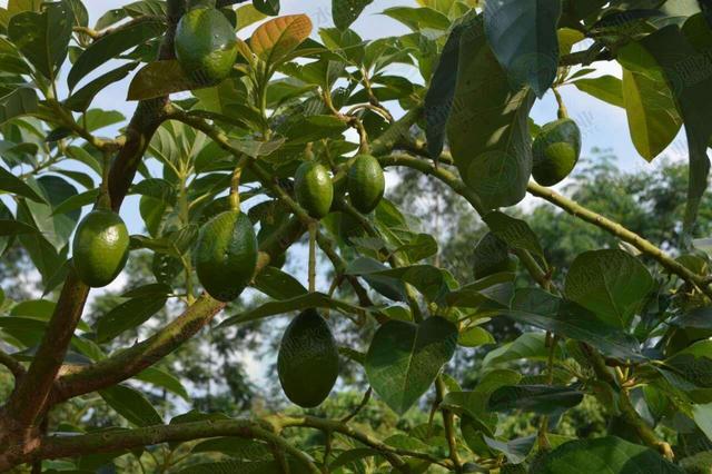 油梨（牛油果）的种植