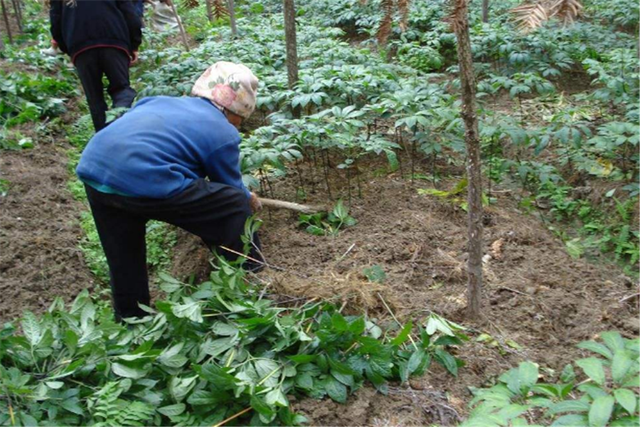 田七的种植技术，做好这些步骤，高产其实很简单