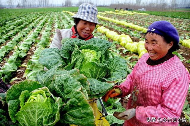 秋播大白菜抓好这四点，前期苗壮长得快，后期包心又好又结实