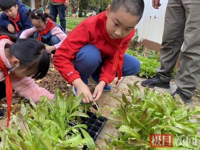 洪山菜薹怎么种？小学生在植物课堂体验蔬菜种植