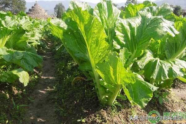 芥菜怎么种？芥菜的种植方法介绍