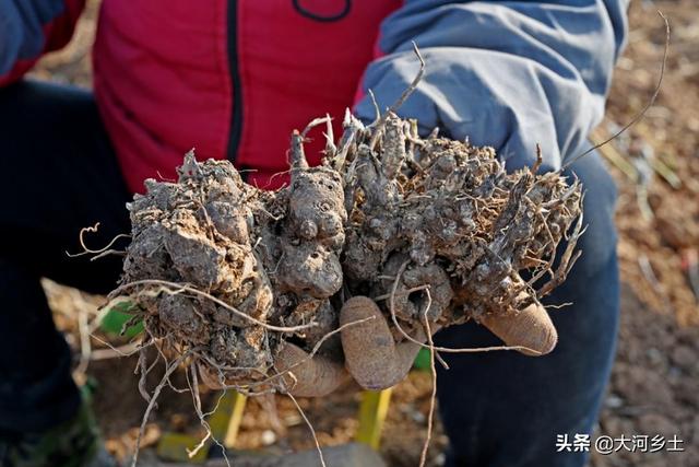 3年前种苍术，邻居劝我家少种点，谁知遇到好行情预计能挣60万