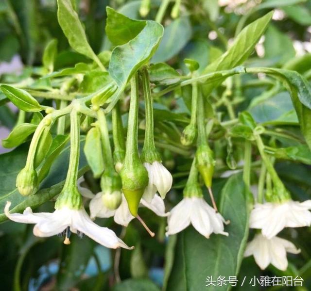 家里这样种朝天椒，花儿一茬一茬的开，结了一百多个