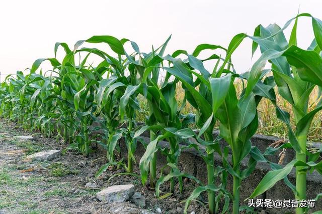 玉米和红薯什么时候种植好？这才是最佳种植时间，别早也不能太晚