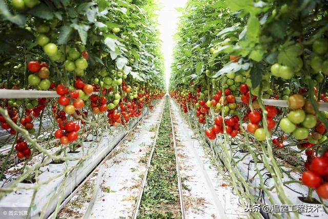 新农人刚做温室大棚种植怎么能不了解二十四节气蔬菜定植安排呢