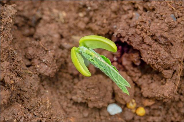 清明适合种植哪些豆类蔬菜？这5种别错过，关键管理技术分享给你